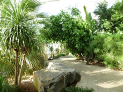 Inside the Temperate House, Jephson Gardens, Leamington Spa
